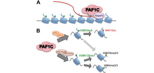 H3K79me2 KS-V Peptide 1