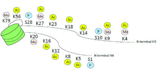 H3K9me1 KS-V Peptide 1