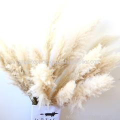 Fast shipping wedding decorative flowers super tall natural fluffy large dried pampas grass decor dried flower pampass