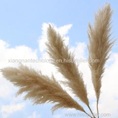 Fast shipping wedding decorative flowers super tall natural fluffy large dried pampas grass decor dried flower pampass