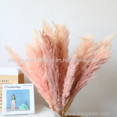 Fast shipping wedding decorative flowers super tall natural fluffy large dried pampas grass decor dried flower pampass