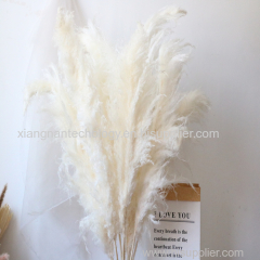 Fast shipping wedding decorative flowers super tall natural fluffy large dried pampas grass decor dried flower pampass