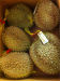 Best price with High Quality Durian from Viet Nam