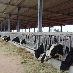 Good Quality Prefab Prefabricated Steel Structure Dairy Cow Shed Farm