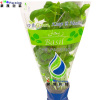 PLA OPP Basil Micro-Perforated Sleeves Transparent Vegetable Lettuce Bags Airhole Plastic Perforated Sleeves for Herbs