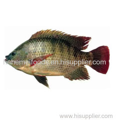 15% Off Discount for 2022 | Guarantee Free Sample Full Frozen Black Tilapia Fish 100% Natural Export Product IQF
