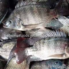 15% Off Discount for 2022 | Guarantee Free Sample Full Frozen Black Tilapia Fish 100% Natural Export Product IQF