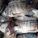 15% Off Discount for 2022 | Guarantee Free Sample Full Frozen Black Tilapia Fish 100% Natural Export Product IQF