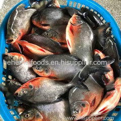 Seafood wholesale frozen fish Red Pomfret