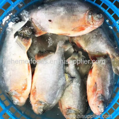 Seafood wholesale frozen fish Red Pomfret