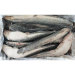 Frozen Fresh Whole Round Catfish Fish