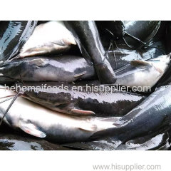 Frozen Fresh Whole Round Catfish Fish