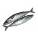 Premium Frozen Mackerel Fish Bulk Hot Sale Seafood Frozen Whole Round Pacific Fish Mackerel