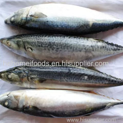Premium Frozen Mackerel Fish Bulk Hot Sale Seafood Frozen Whole Round Pacific Fish Mackerel