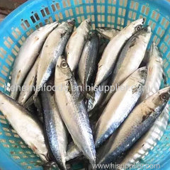 Premium Frozen Mackerel Fish Bulk Hot Sale Seafood Frozen Whole Round Pacific Fish Mackerel