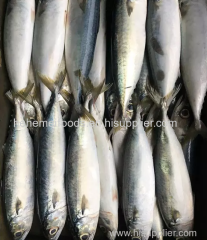 Premium Frozen Mackerel Fish Bulk Hot Sale Seafood Frozen Whole Round Pacific Fish Mackerel