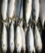 Premium Frozen Mackerel Fish Bulk Hot Sale Seafood Frozen Whole Round Pacific Fish Mackerel