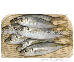 BQF IQF whole round scad mackerel frozen horse mackerel fish