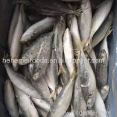 BQF IQF whole round scad mackerel frozen horse mackerel fish