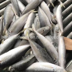 BQF IQF whole round scad mackerel frozen horse mackerel fish