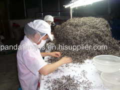 white back black fungus