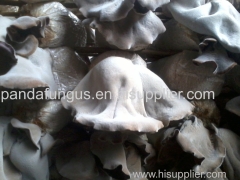 white back black fungus