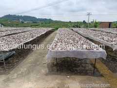 white back black fungus