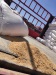 Soybean Meal Animal Feed for Sale