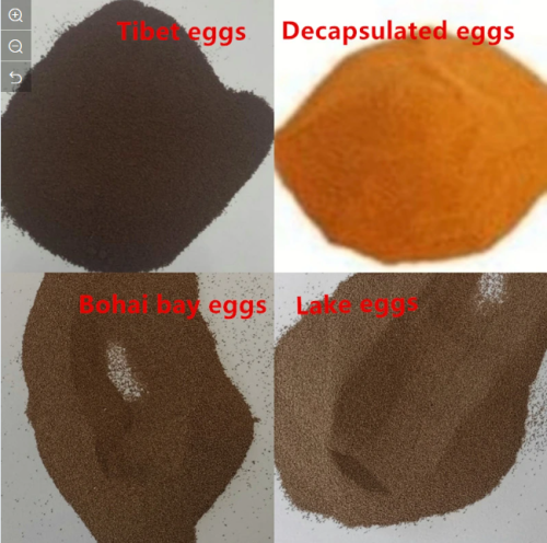 Good Quality High Hatch Rate Premium Bohai BBS Artemia Cysts Brine Shrimp Eggs