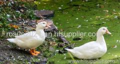 duck hospital grade disinfectant