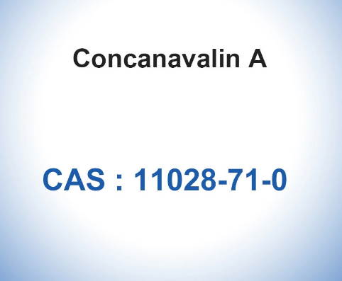 CAS 11028-71-0 Concanavalin A From Canavalia Ensiformis Jack Bean