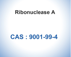 RNase A Ribonuclease A From Bovine Pancreas Biological CAS 9001-99-4