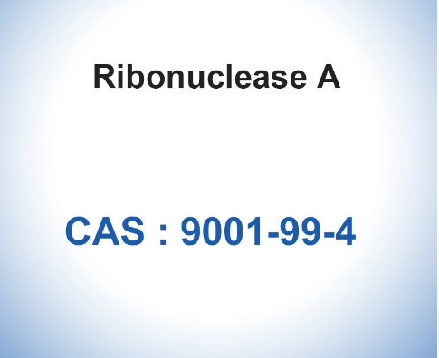 RNase A Ribonuclease A From Bovine Pancreas Biological CAS 9001-99-4