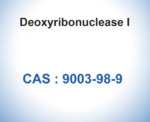 DNase I 400u/Mg Deoxyribonuclease I From Bovine Pancreas CAS 9003-98-9
