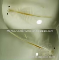 High hatchability Live Fish Egg Aquarium Food Artemia Cysts Baby Brine Shrimp Eggs