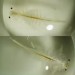 High hatchability Live Fish Egg Aquarium Food Artemia Cysts Baby Brine Shrimp Eggs