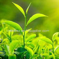 Green Tea Powder Extract