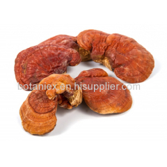 Reishi Mushroom Powder Extract