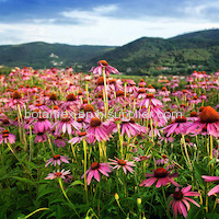 Echinacea Purpurea Powder Extract