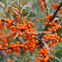 Sea Buckthorn Powder Extract