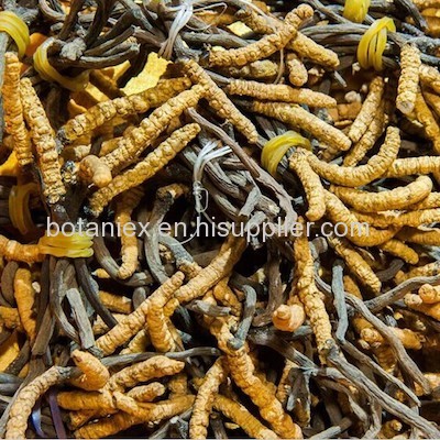 Cordyceps Sinensis Mycelium CS-4