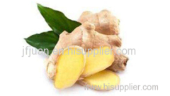 Pueraria root extract Honeysuckle flower extract Ginger extract Angelica sinensis extract