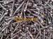 VOSSLOH SCREW ss8 m24x140mm railway screw spike