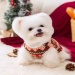 Christmas New Year Teddy Bear Knitted Cat Vest Cozy Winter Warm Cat Sweater Holiday Pet Clothing