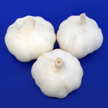 garlic  