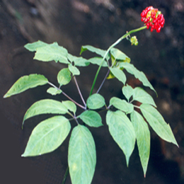 panax ginseng extract powder(panax ginseng)