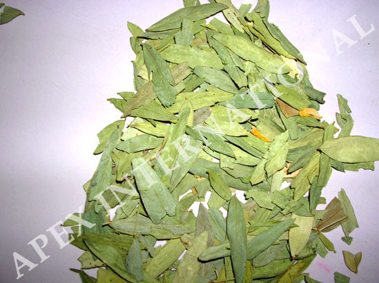 cassia angustifolia leaves