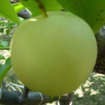 Emerald Pears