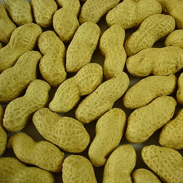 Raw Peanuts in Shells