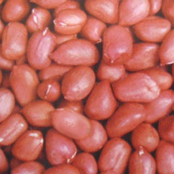 Peanuts Kernels